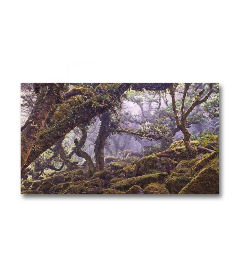 Forest of a thousand souls -Peak District