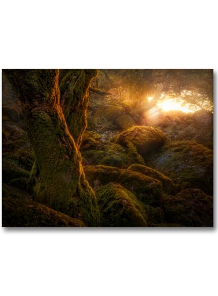 Wistman wood II