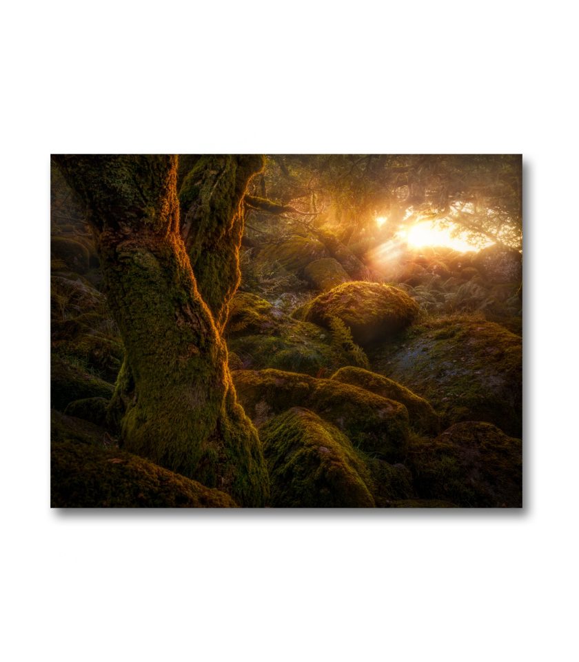 Wistman wood II