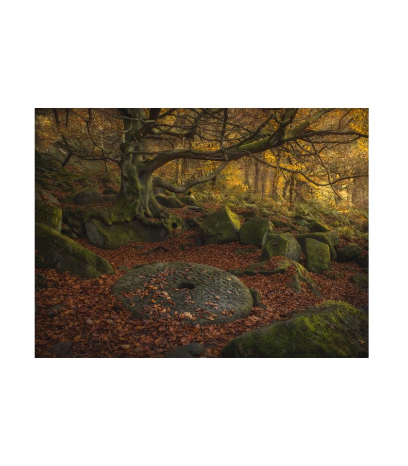 Darkest forest
