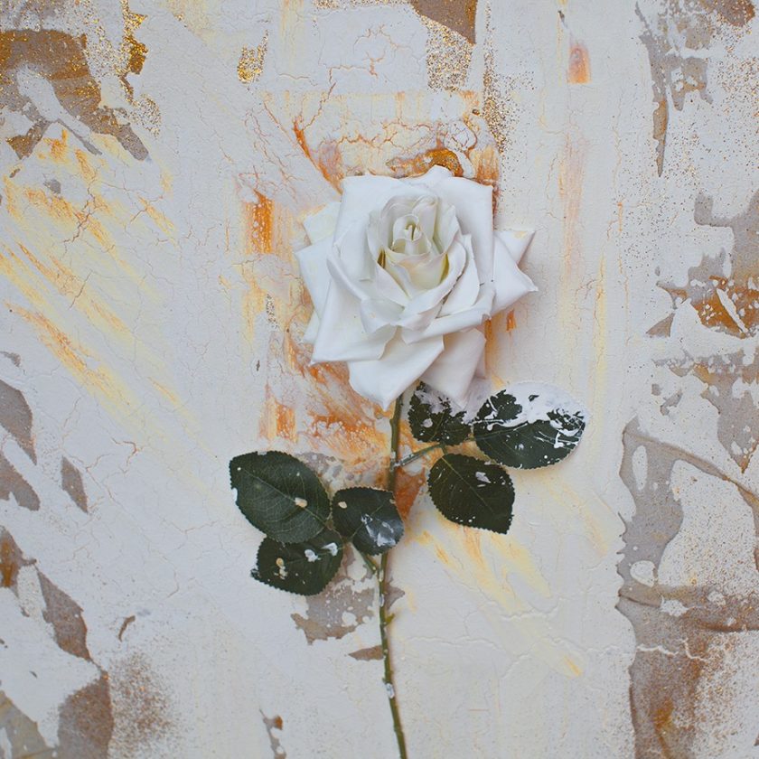 White Rose 3D - Image 4