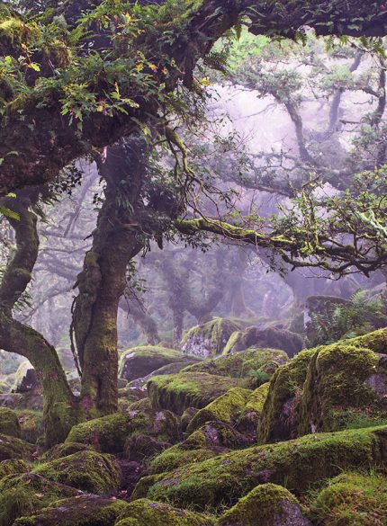 Forest of a thousand souls -Peak District
