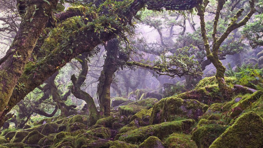Forest of a thousand souls -Peak District - Image 5
