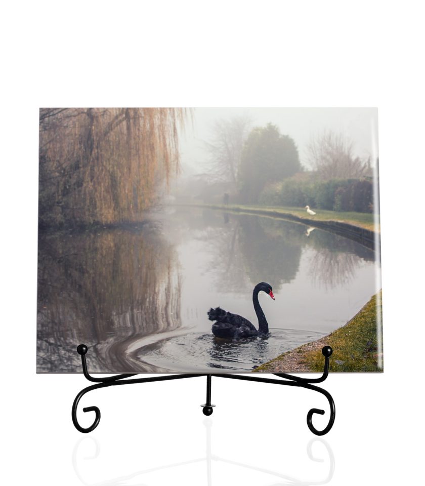 Black Swan-Tile
