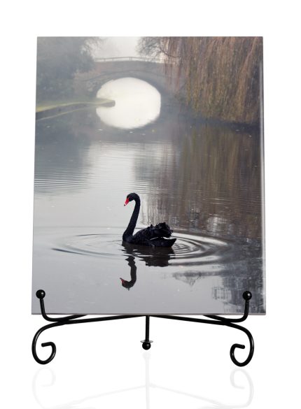 Black Swan-Tile