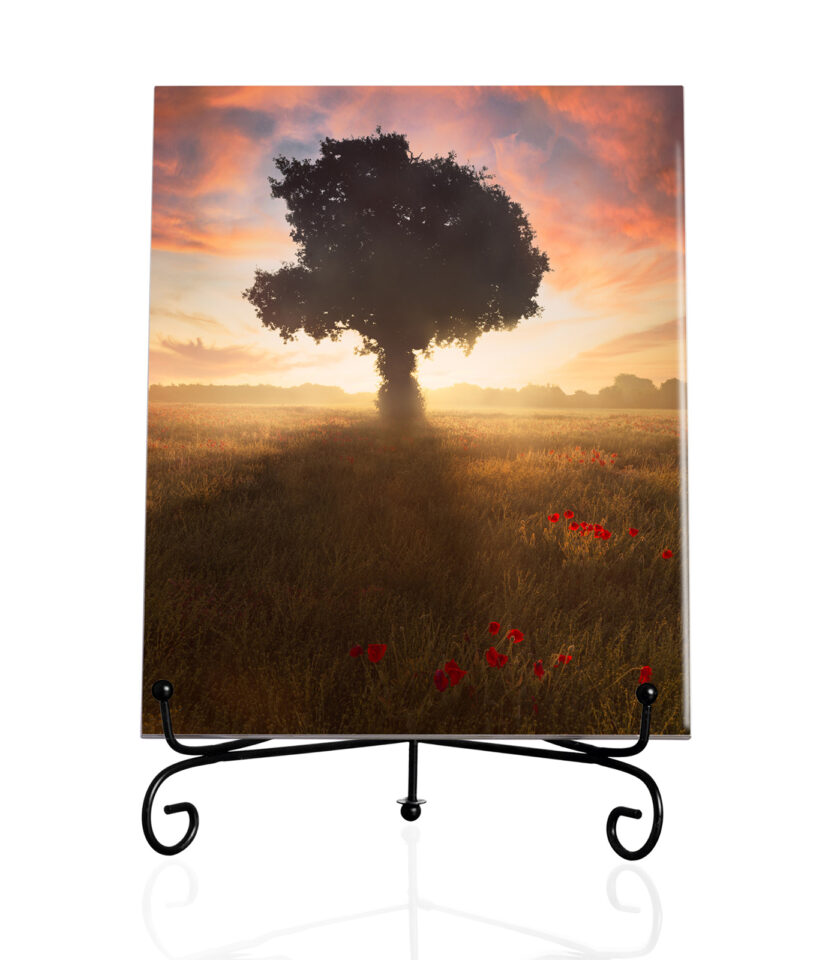 Poppies at sunrise art