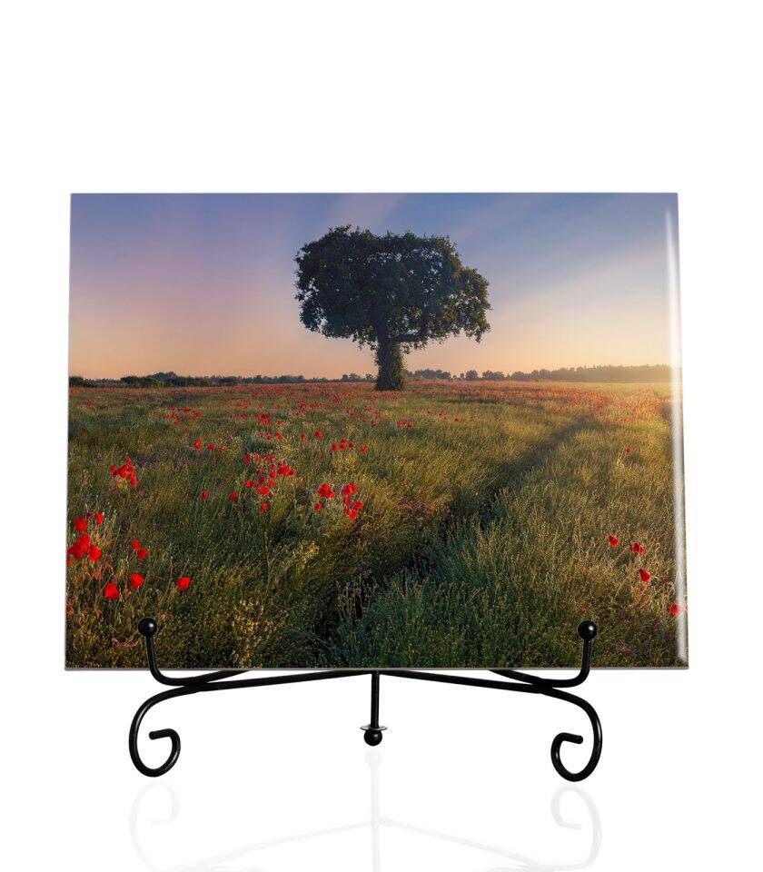 Veterans day. Poppies at sunrise - Tile