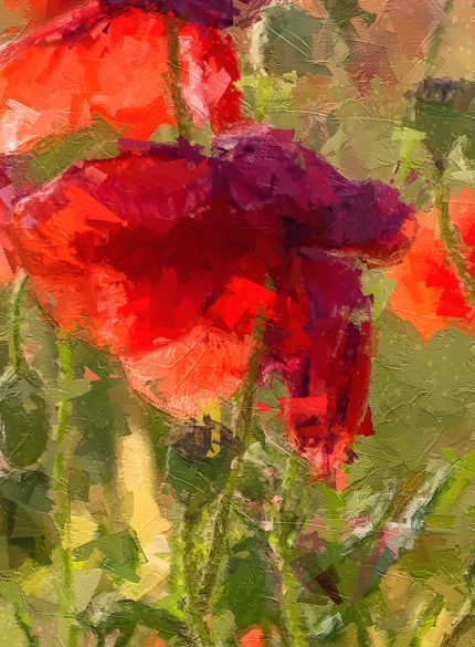 Red Poppies
