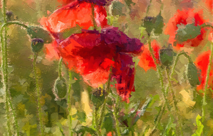 Red Poppies - Image 7
