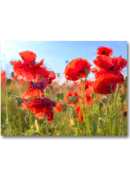Red Poppies