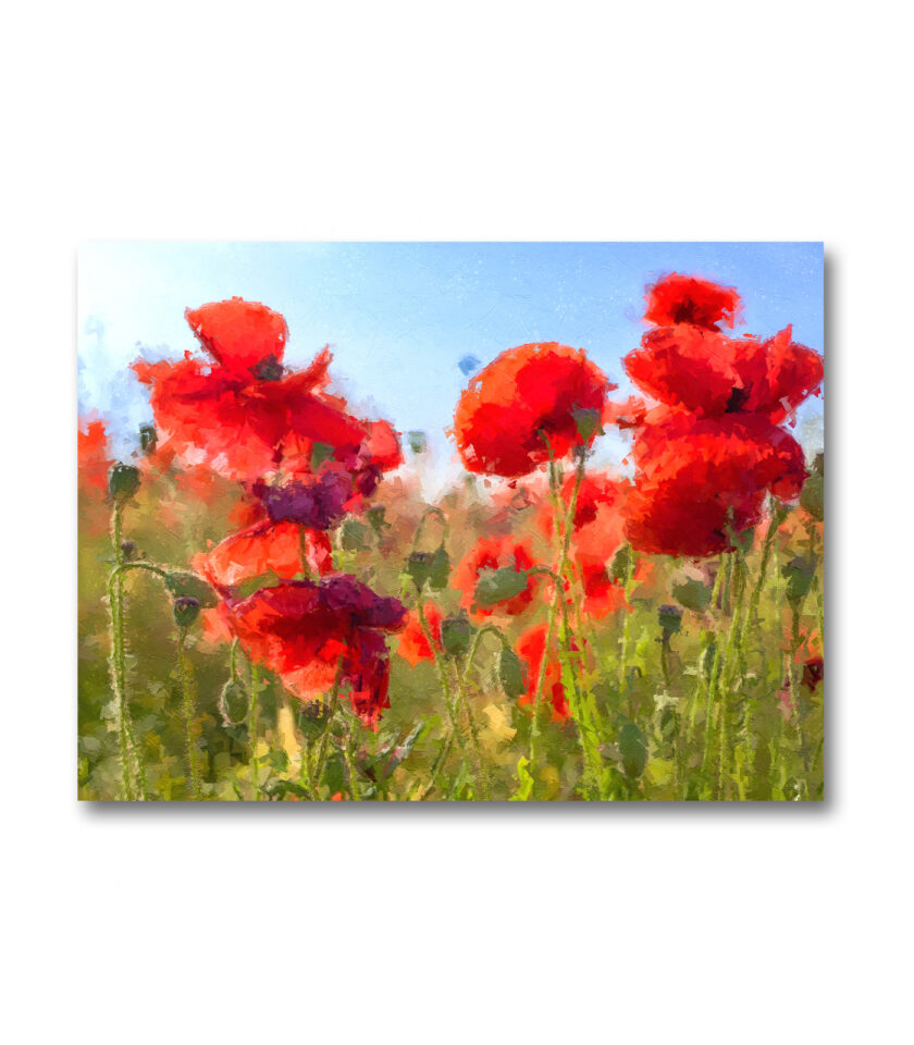 Red Poppies