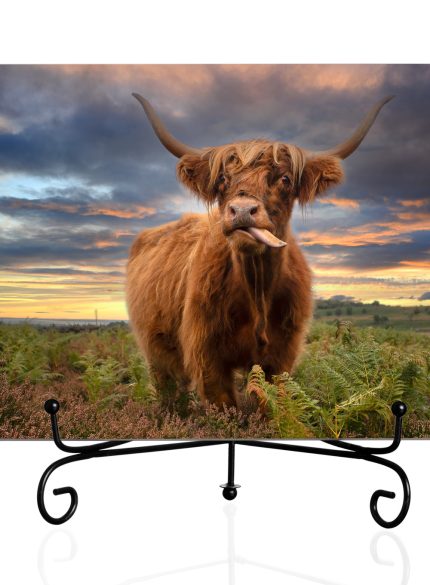 Highland cow I -Title