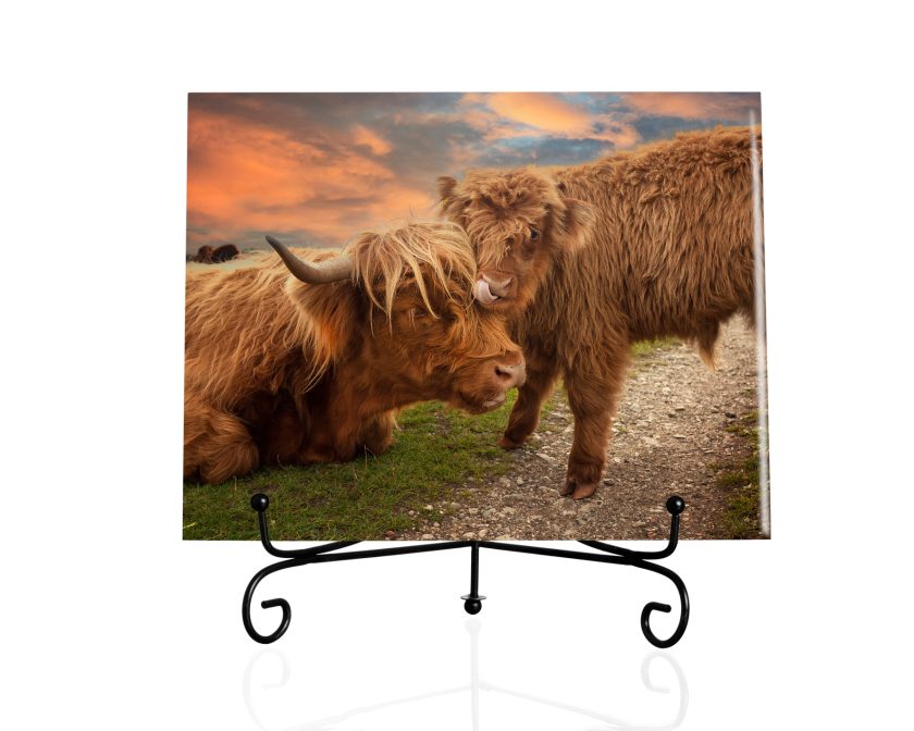 Highland cow II -Title