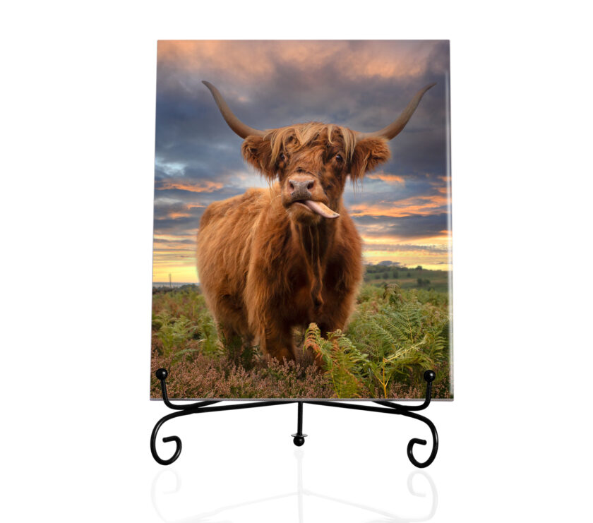 Highland cow I -Title