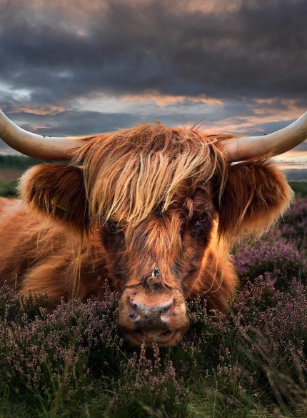 Highland cow -Peak District