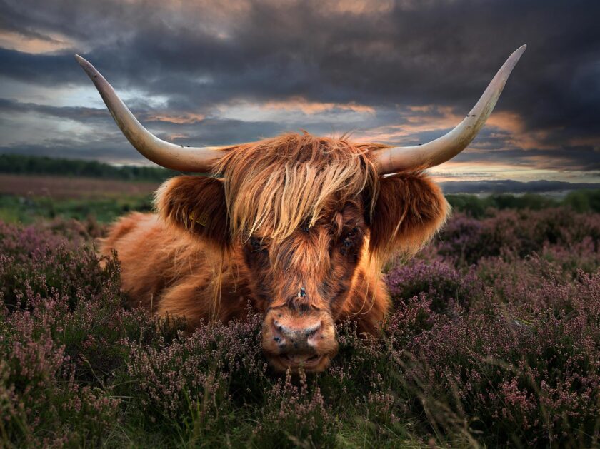Highland cow -Peak District - Image 5