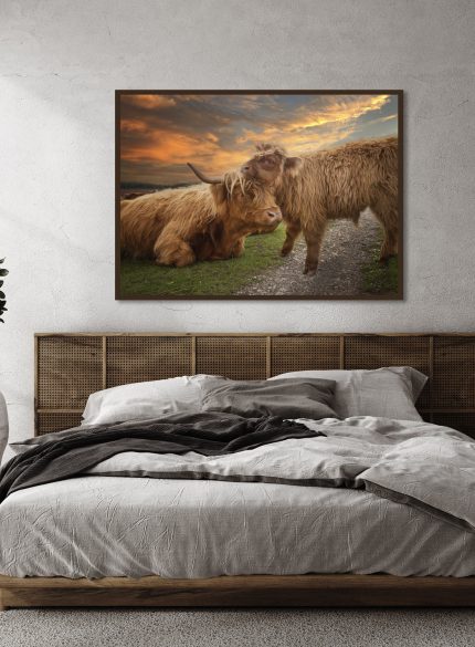 Highland cow with a calf