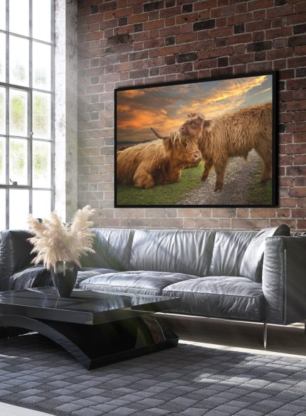 Highland cow with a calf