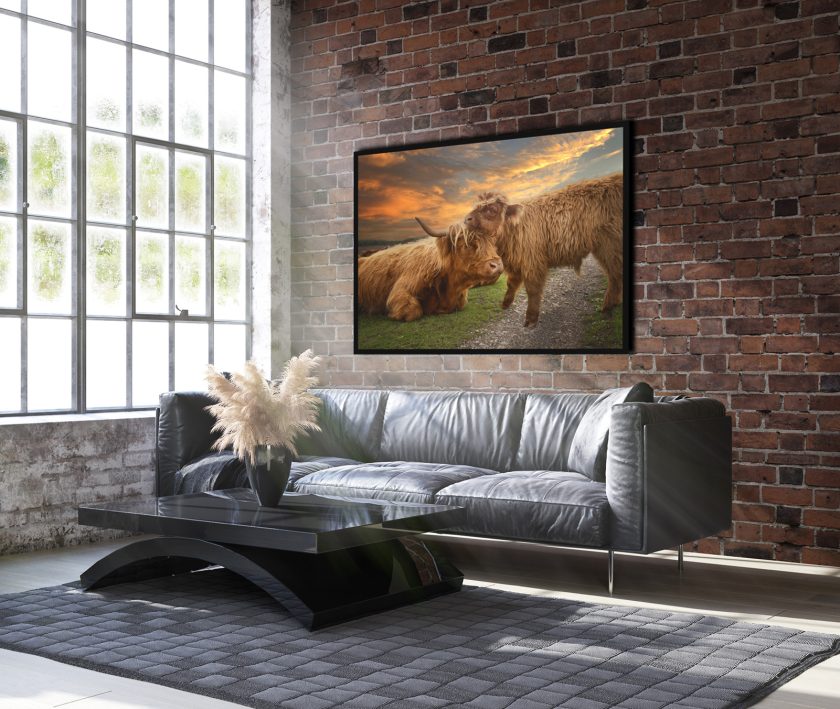 Highland cow with a calf - Image 2