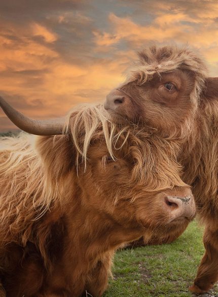 Highland cow with a calf