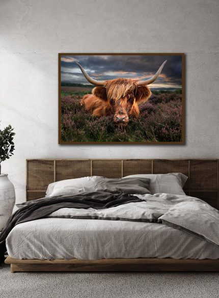 Highland cow -Peak District