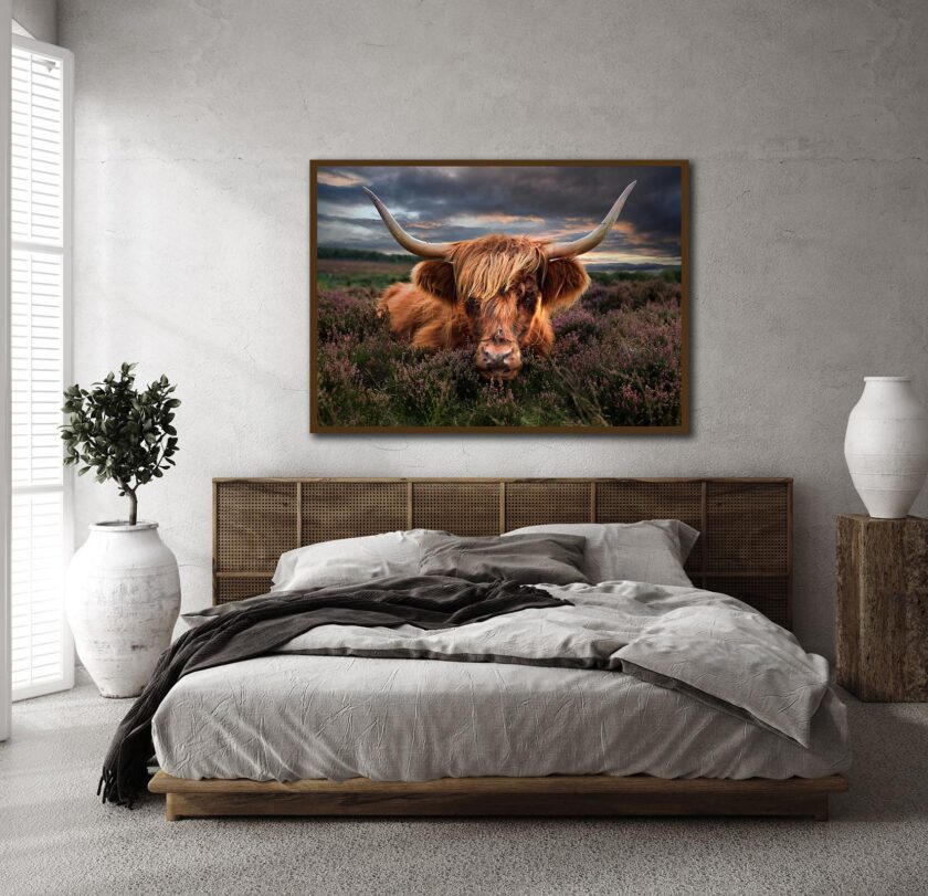 Highland cow -Peak District - Image 2
