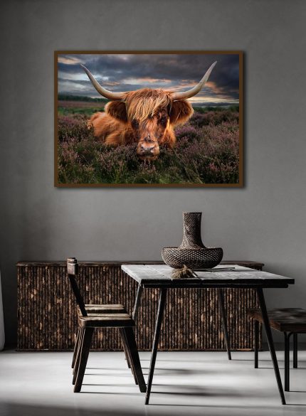 Highland cow -Peak District