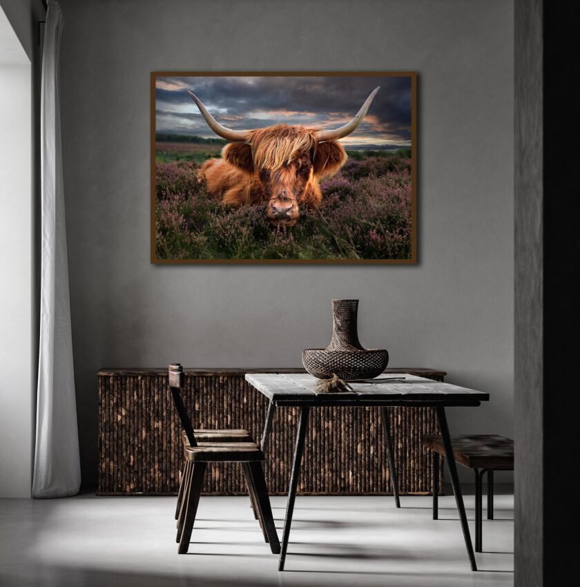 Highland cow -Peak District - Image 4