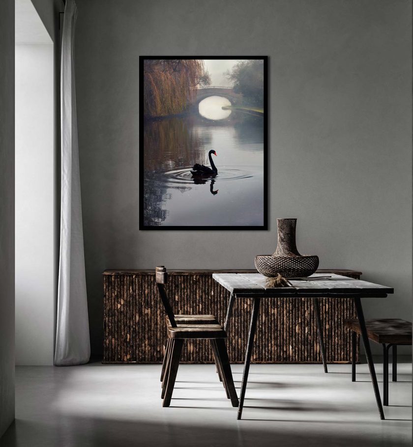 Black Swan - Image 10