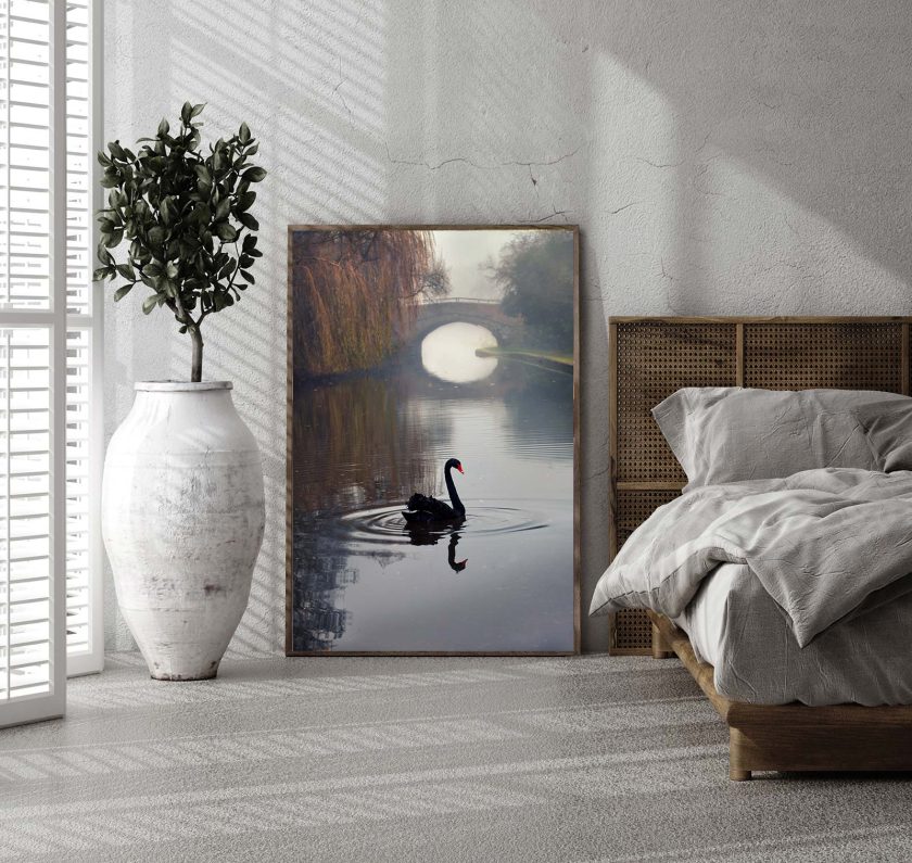 Black Swan - Image 4