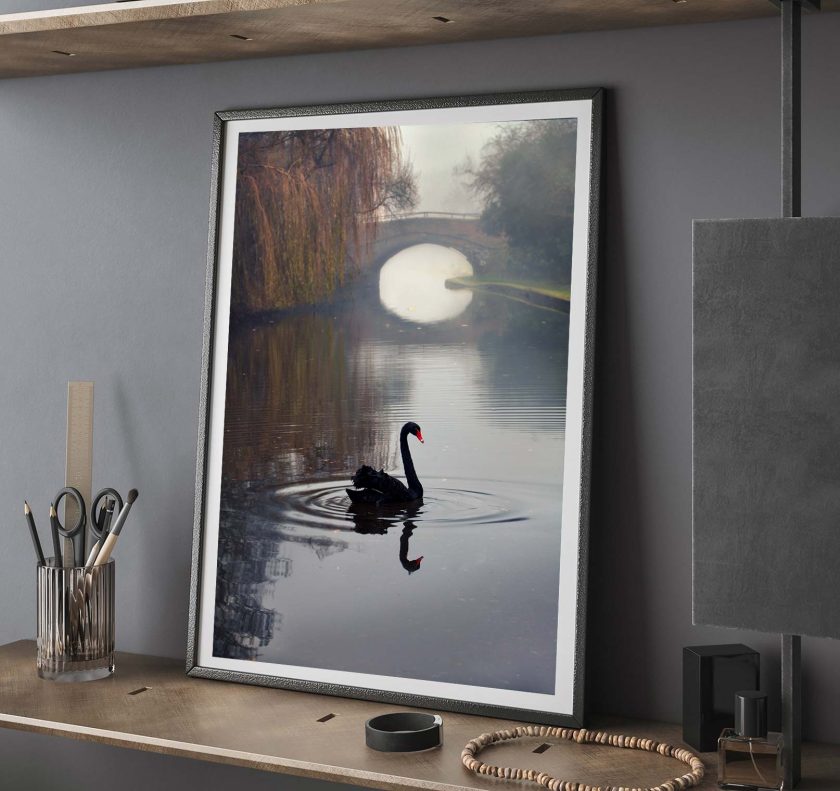 Black Swan - Image 8