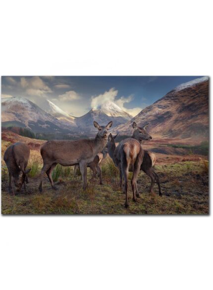 Deers Highlands Scotland