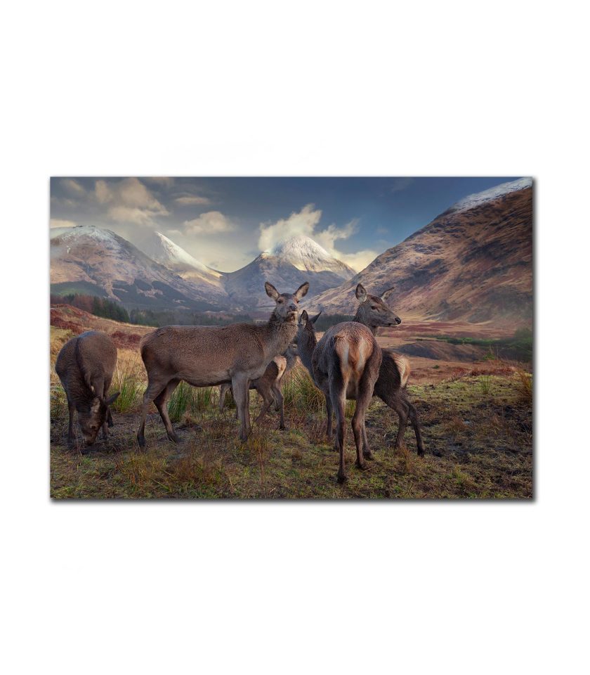 Deers Highlands Scotland
