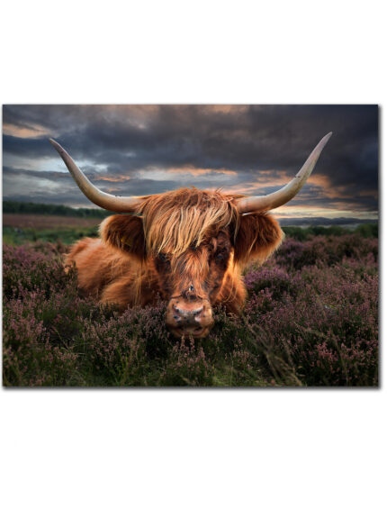 Highland cow -Peak District