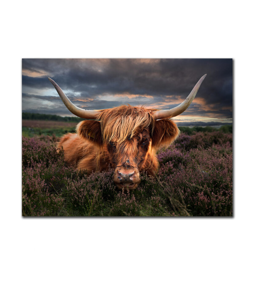 Highland cow -Peak District