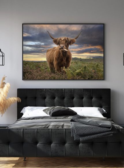 Highland cow I