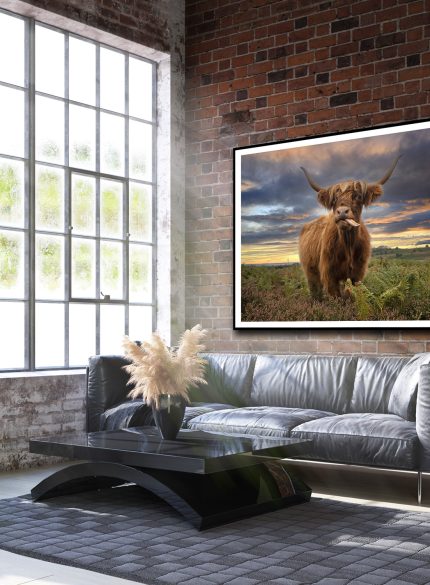 Highland cow I