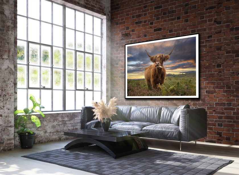 Highland cow I - Image 2