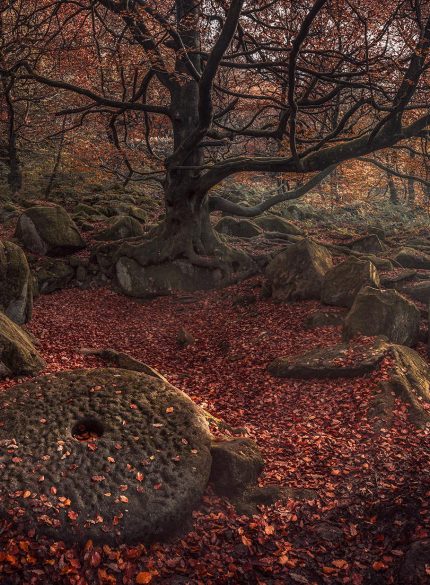 Forest Autumn - Peak District