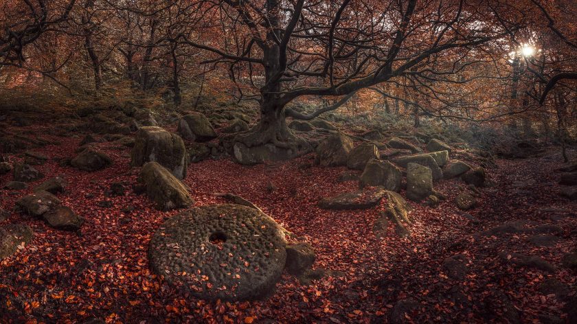 Forest Autumn - Peak District - Image 6