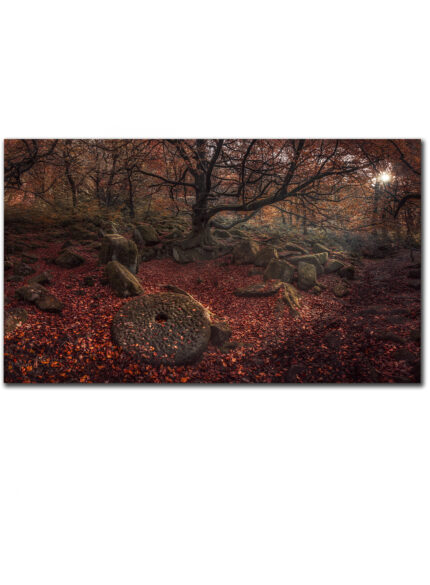 Forest Autumn - Peak District