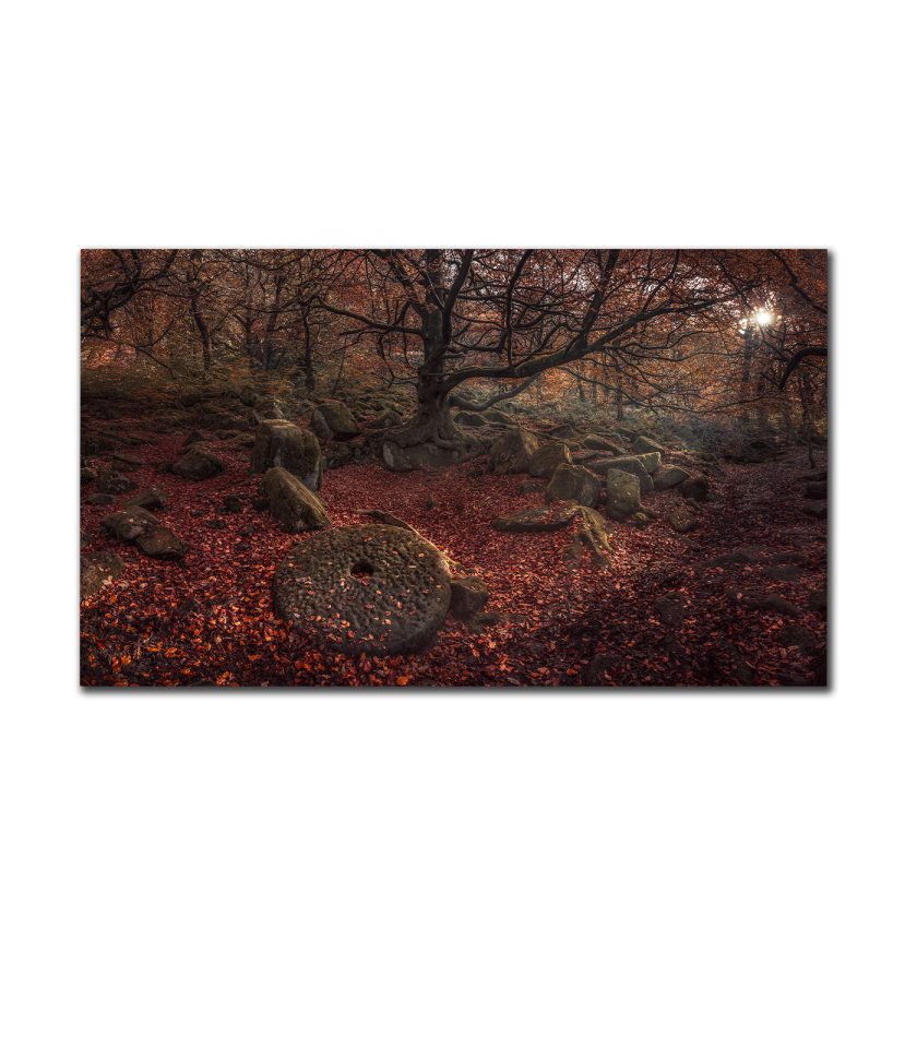 Forest Autumn - Peak District