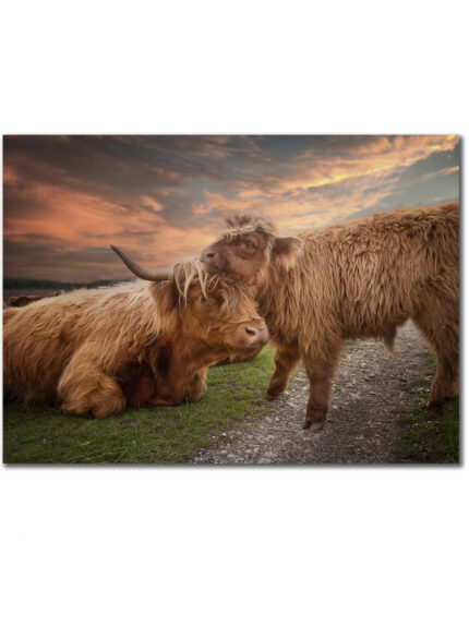 Highland cow with a calf