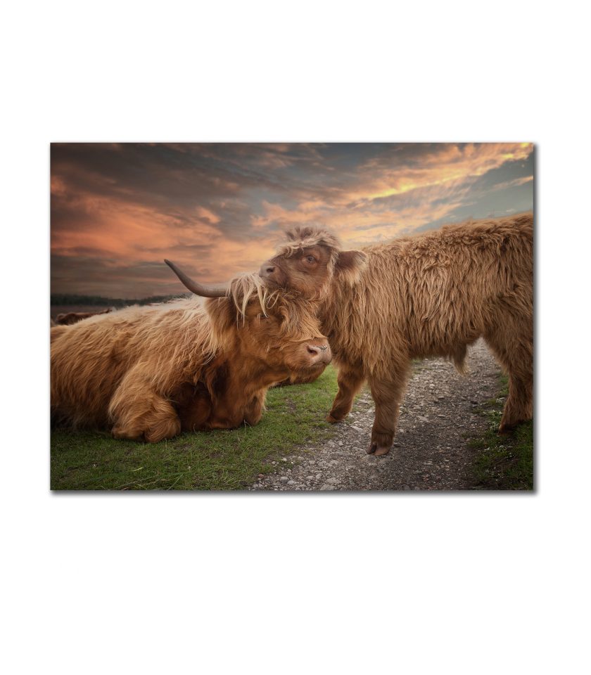Highland cow with a calf
