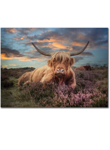 Highland cow II