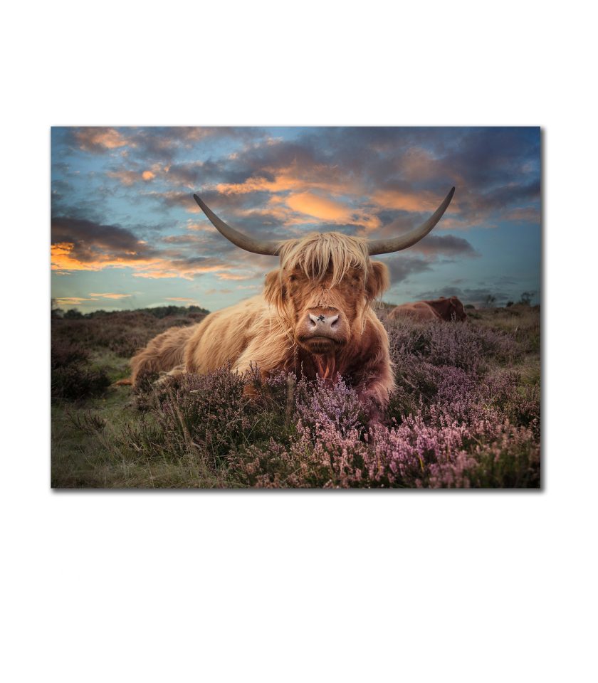 Highland cow II