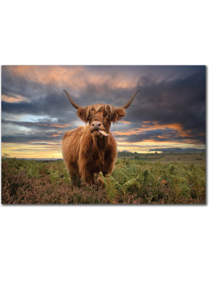 Highland cow I