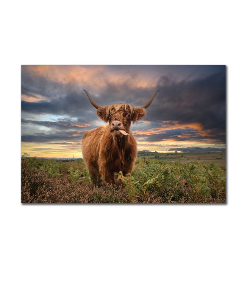 Highland cow I