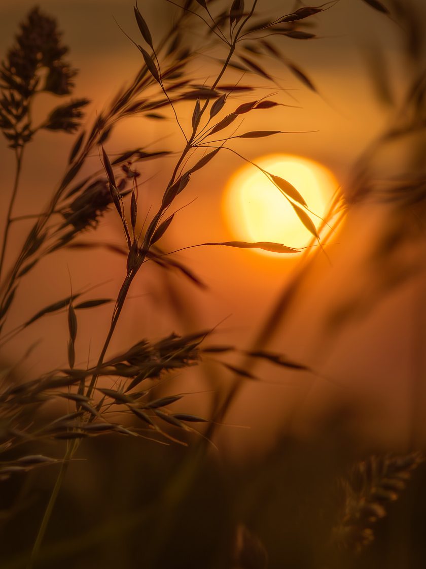 Golden hour sunrise - Image 4