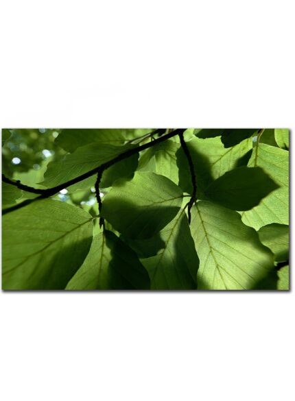 Green leaves